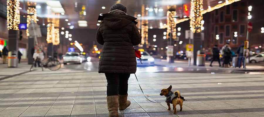 Best Practices for Walking Your Dog at Night